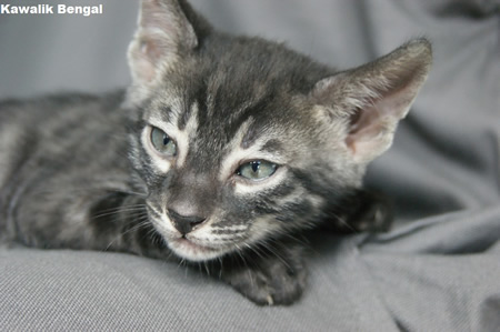 male brown charcoal